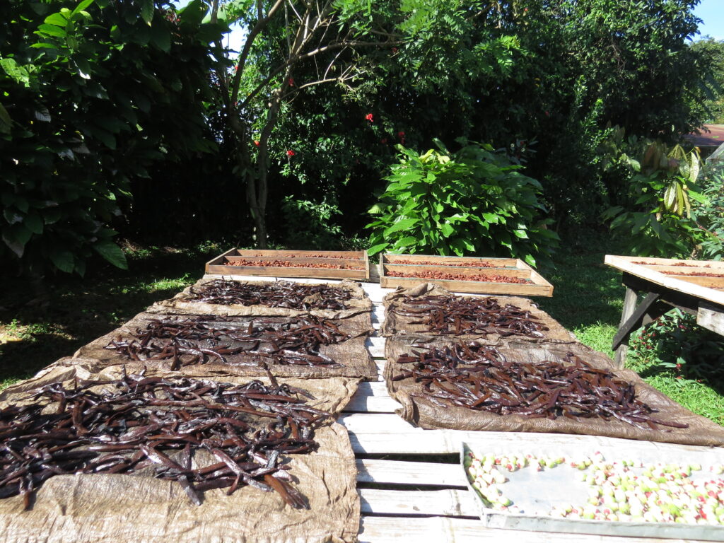 Vanilla Plantation Experience in Costa Rica