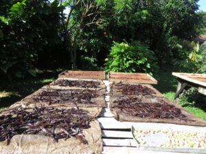 Vanilla Plantation Experience in Costa Rica