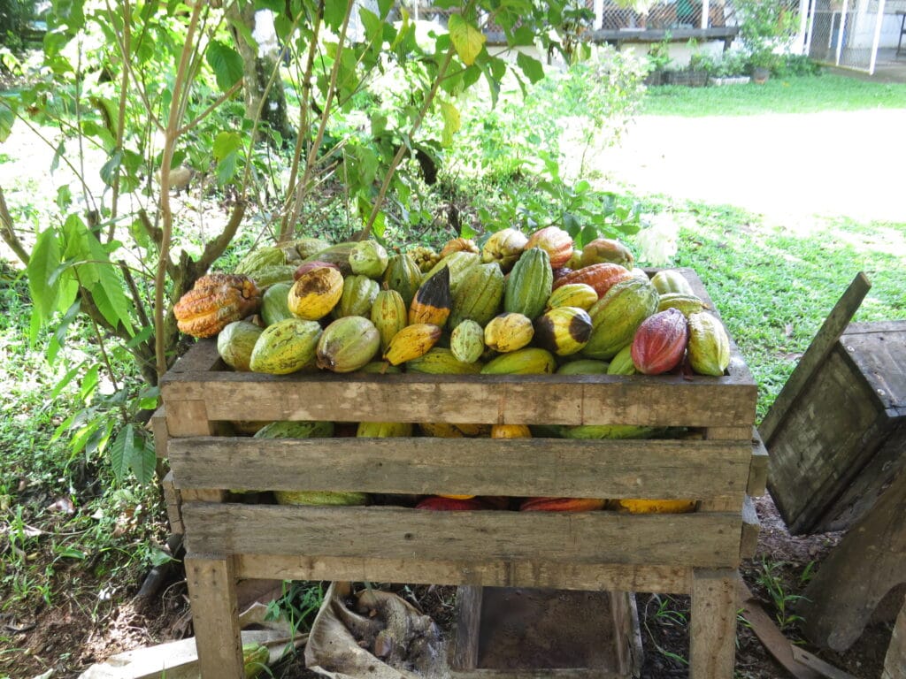 Vanilla Plantation Experience in Costa Rica