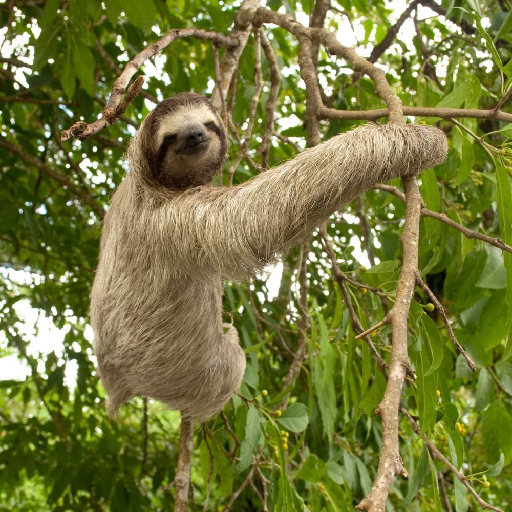 Sloths in Costa Rica | Sloths in Costa Rica