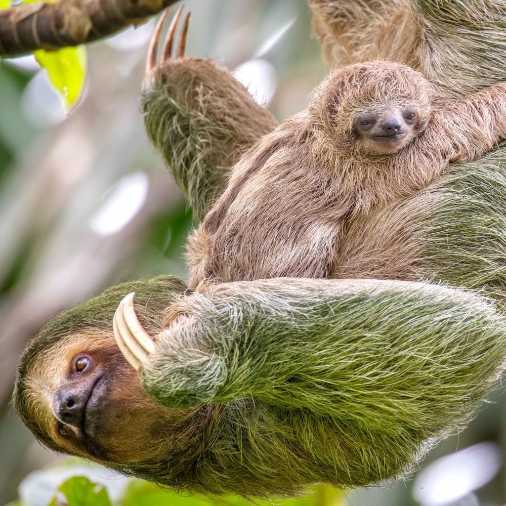 Sloths in Costa Rica | Sloths in Costa Rica