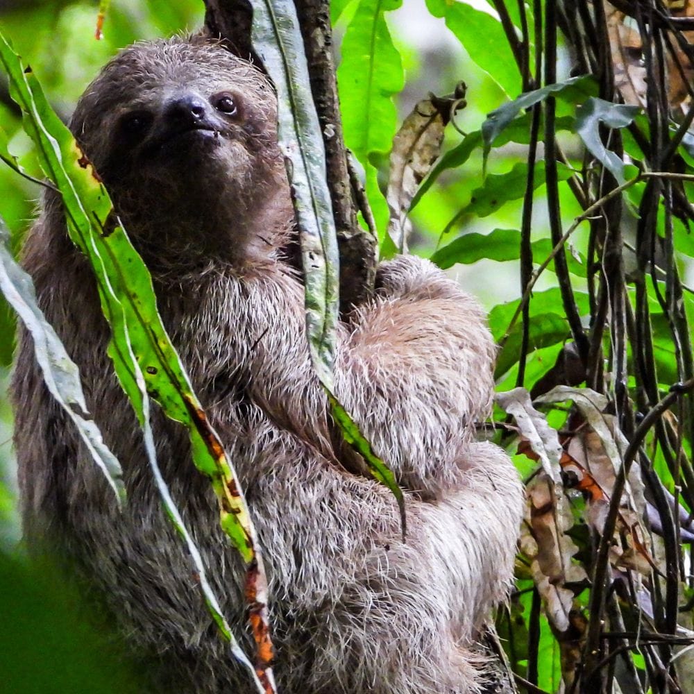 Sloths in Costa Rica | Sloths in Costa Rica