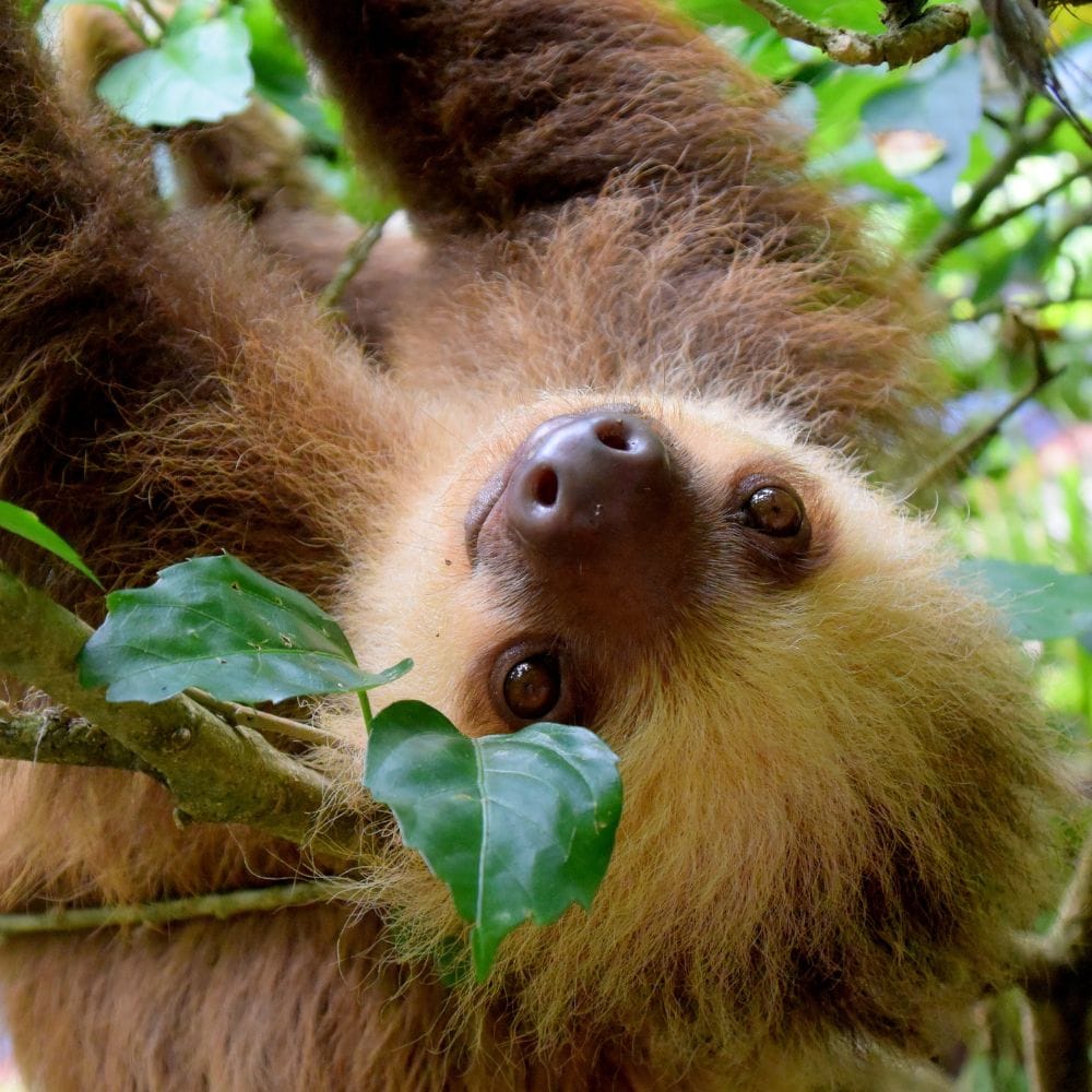 Sloths in Costa Rica | Sloths in Costa Rica