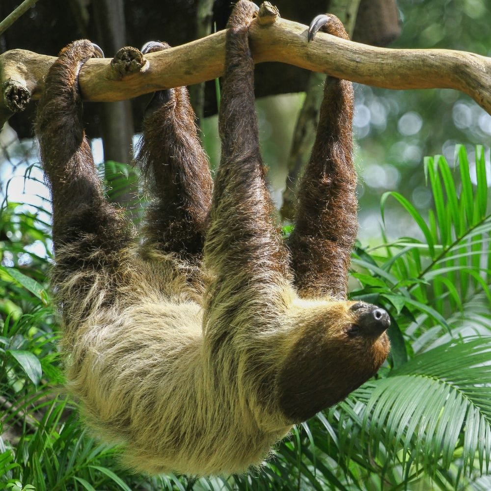 Sloths in Costa Rica | Sloths in Costa Rica