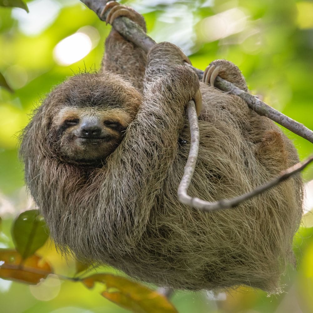 Sloths in Costa Rica | Sloths in Costa Rica