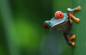 tour guide in Costa rica | tour guide in Manuel Antonio