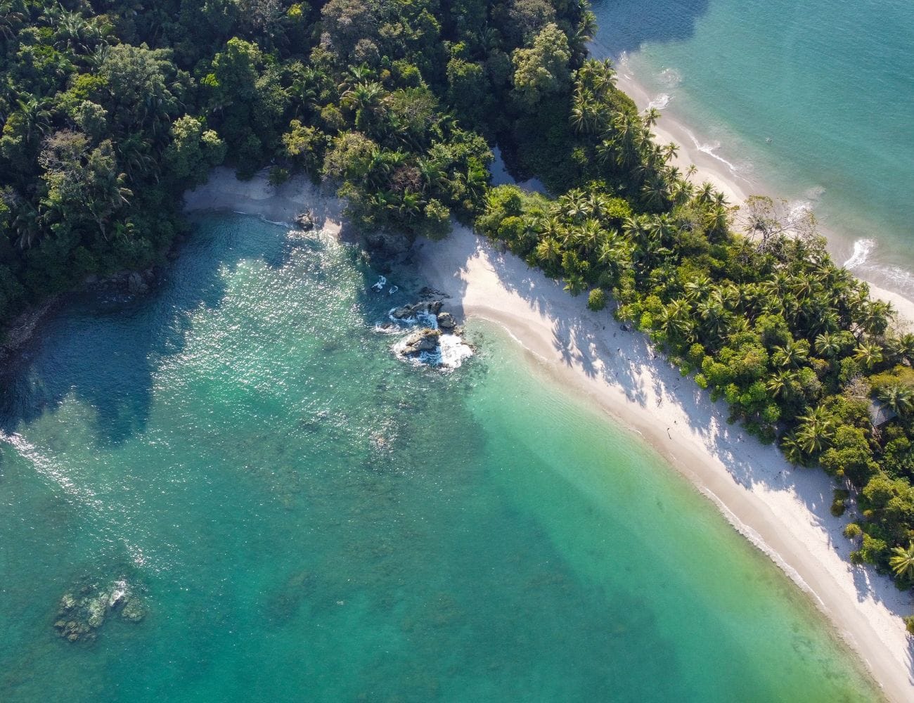 Snakes in Manuel Antonio