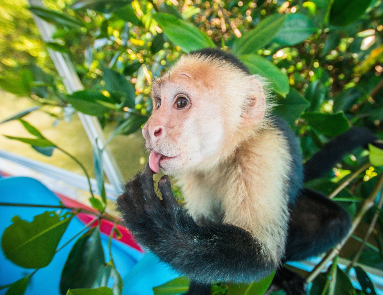 Wildlife Watching Tours for Families in Manuel Antonio