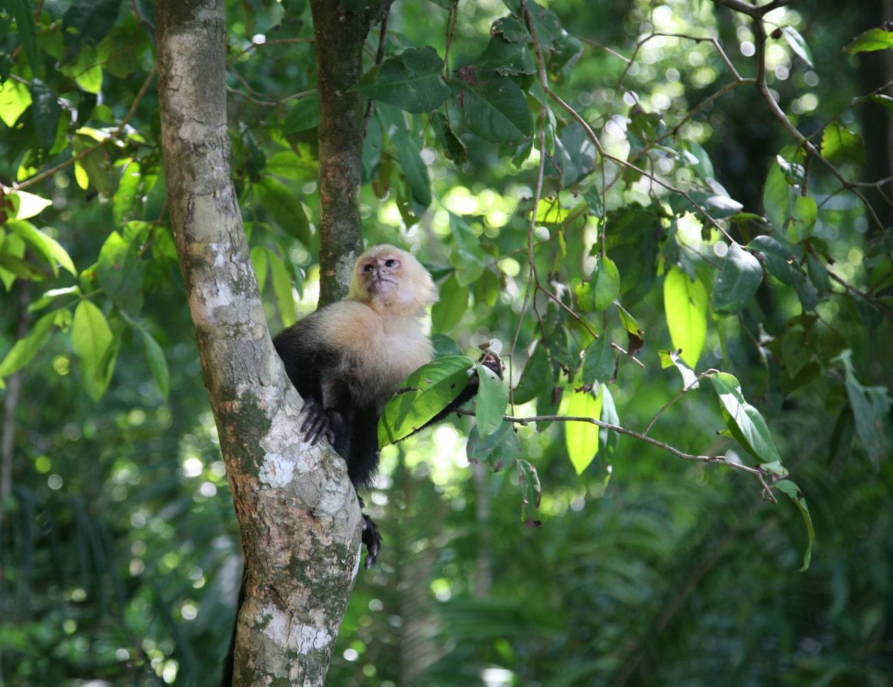 Wildlife Watching Tours for Families in Manuel Antonio