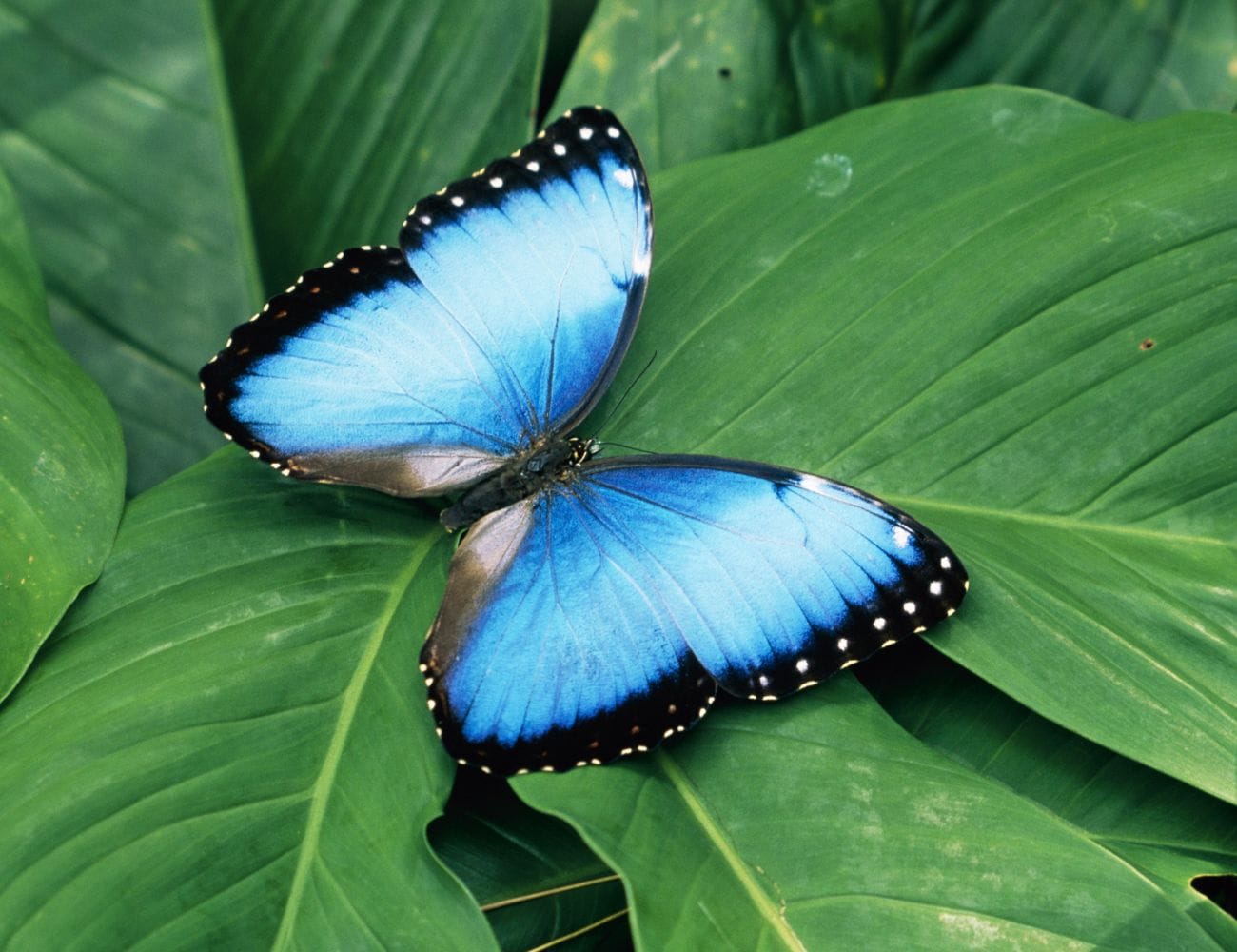 Noticias de Costa Rica News from Costa Rica