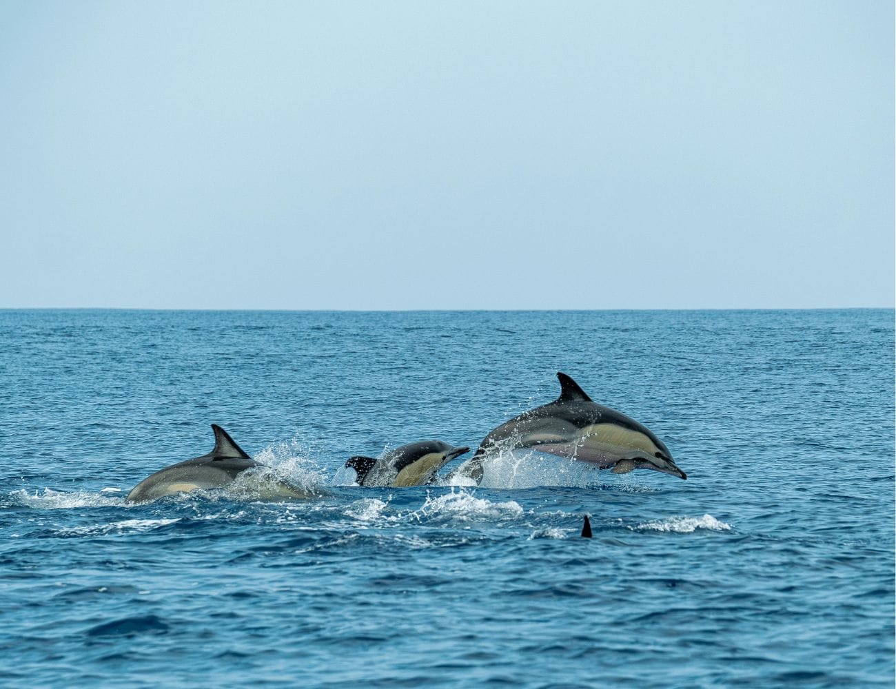 Golfo Dulce Golfo Dulce Pacific South Costa Rica Southern Pacific