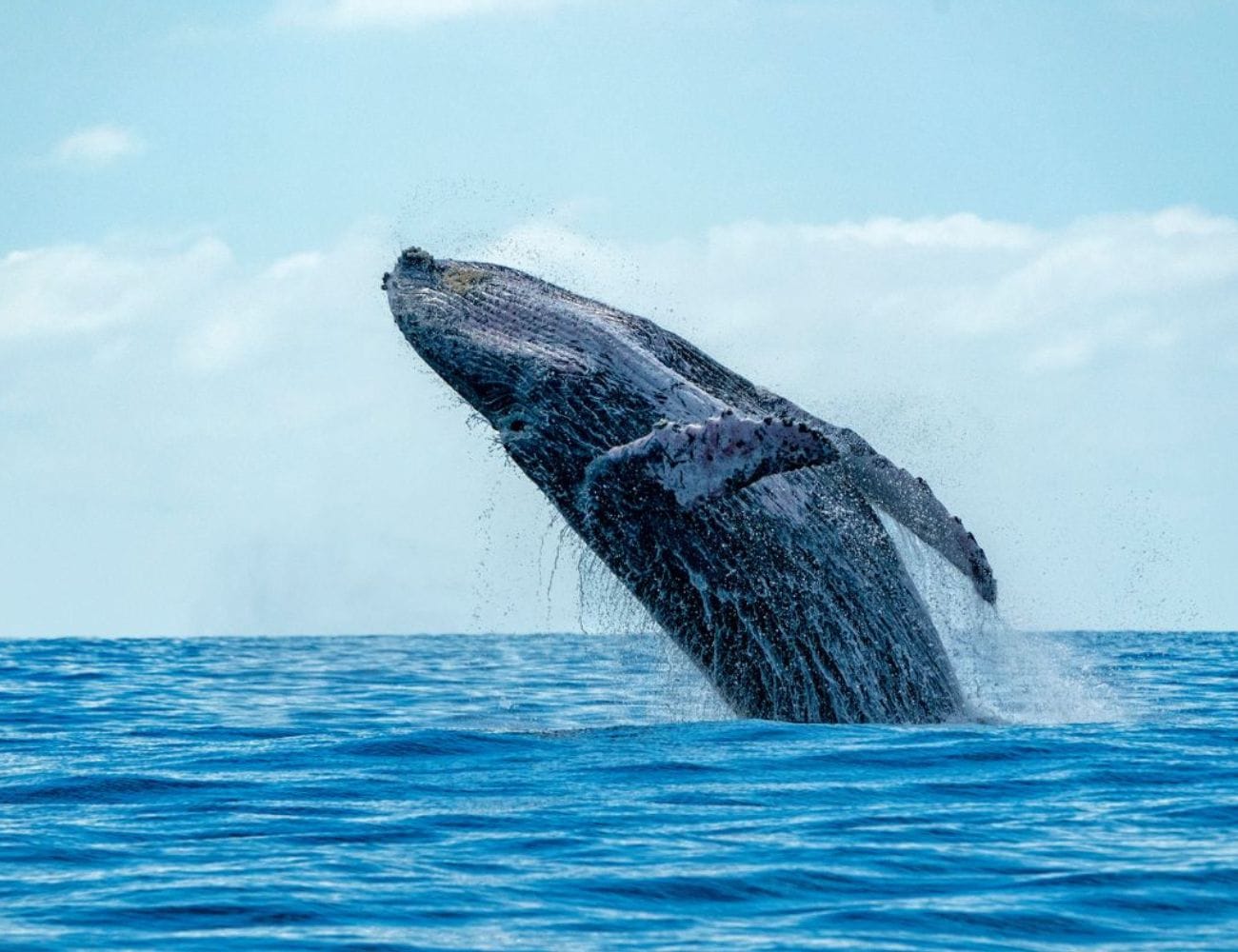 Golfo Dulce Golfo Dulce Pacific South Costa Rica Southern Pacific