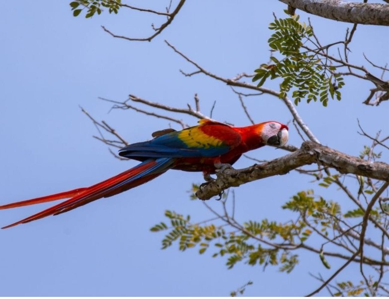 Golfo Dulce Pacific South of Costa Rica Southern Pacific