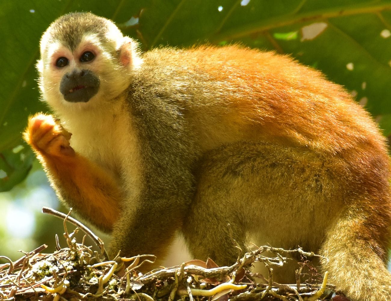 Manuel Antonio in High Season - Manuel Antonio en Temporada Alta - Manuel Antonio in High Season