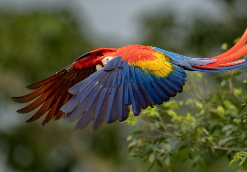 Corcovado National Park in Osa Peninsula 
