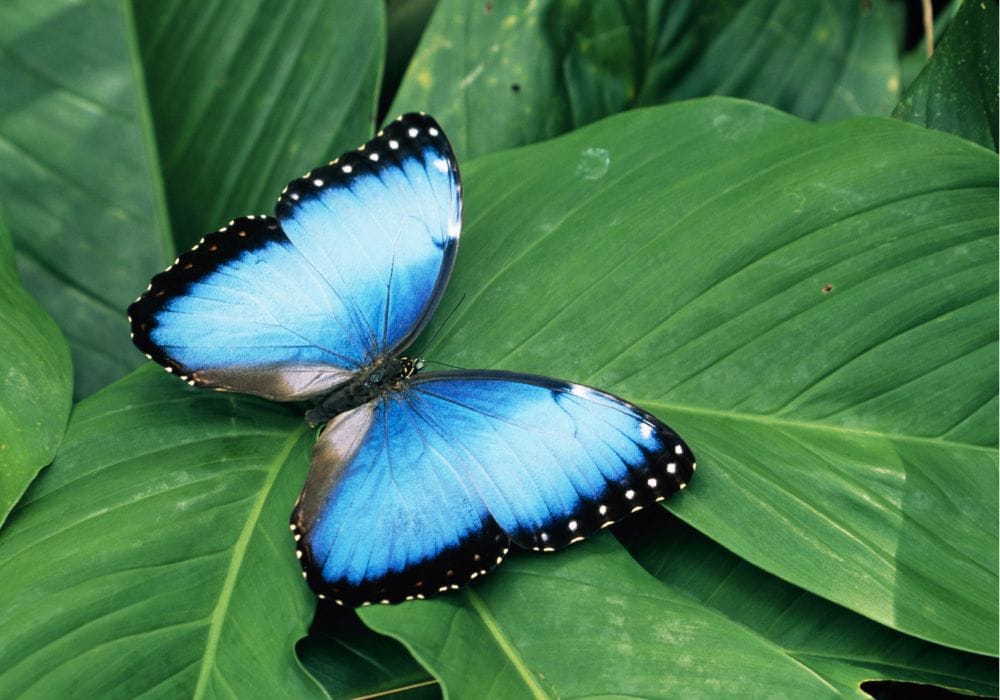 Best Wildlife Watching Spots in Manuel Antonio