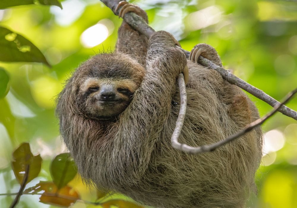 senderismo en Manuel Antonio