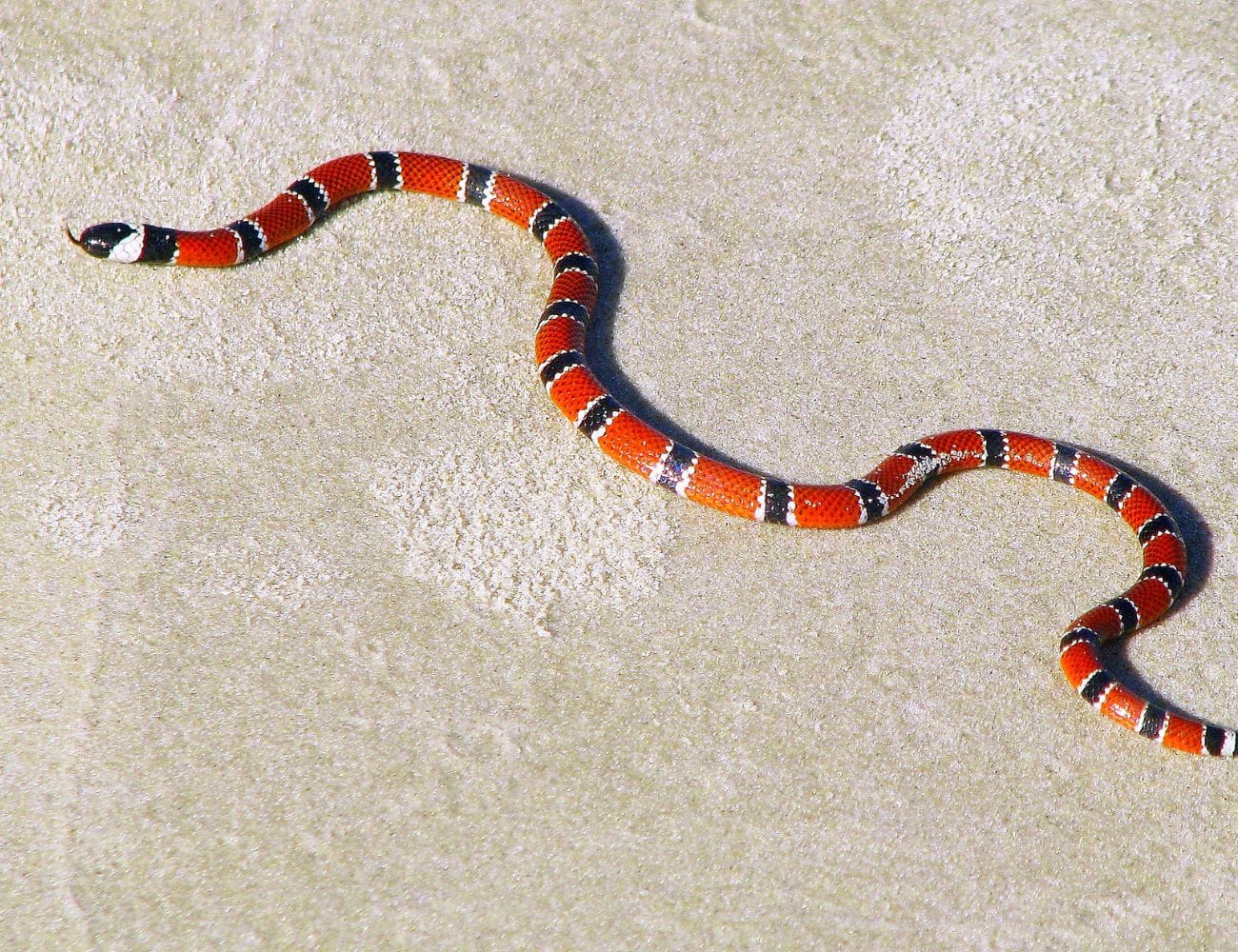 Serpientes en Manuel Antonio / Snakes in Manuel Antonio