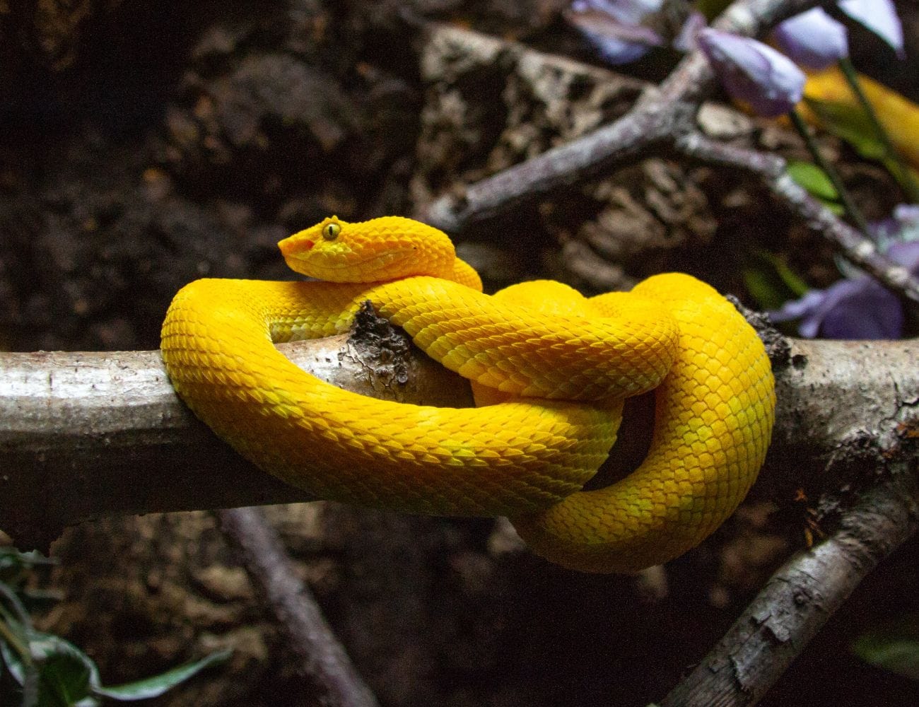 Serpientes en Manuel Antonio / Snakes in Manuel Antonio