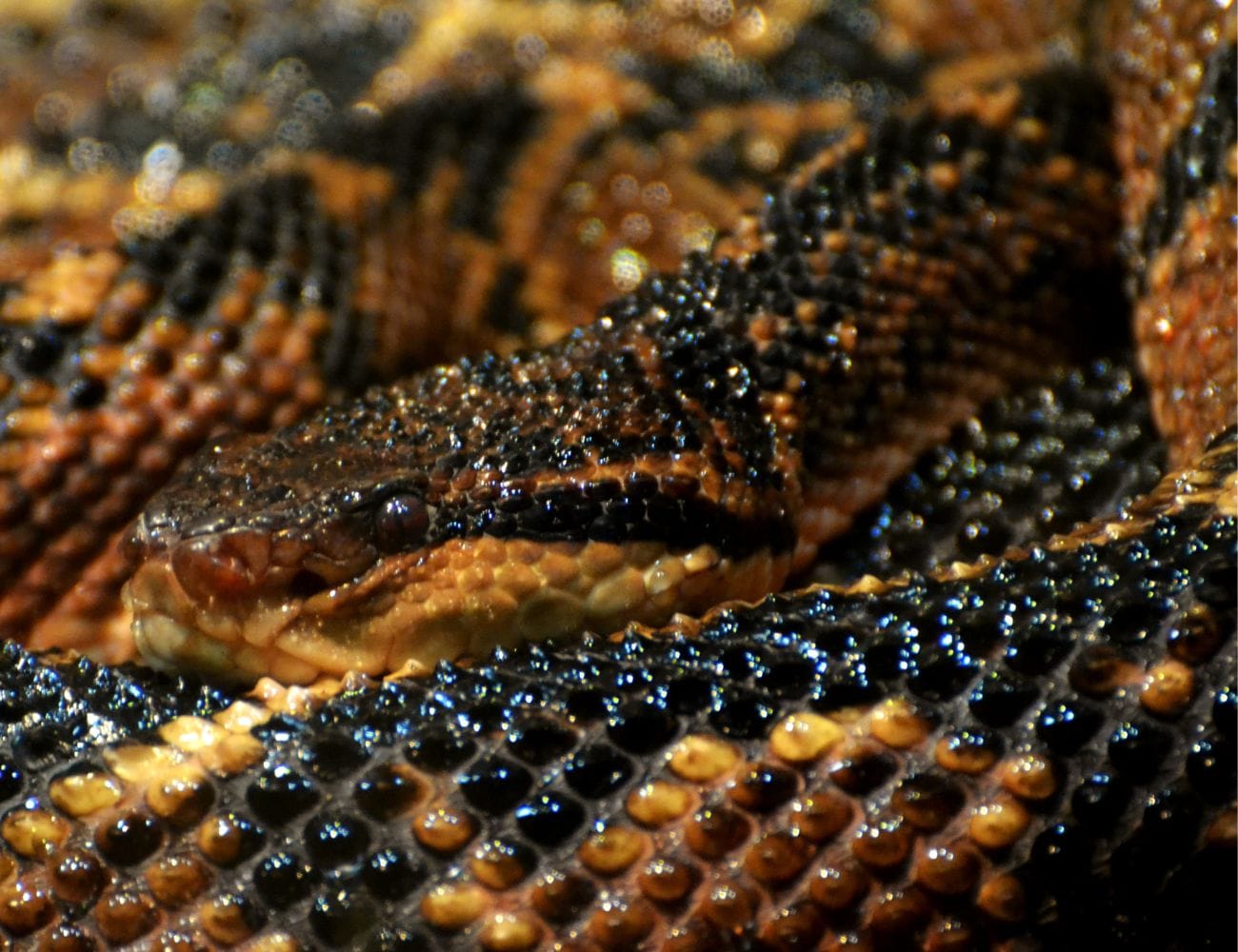 Serpientes en Manuel Antonio / Snakes in Manuel Antonio