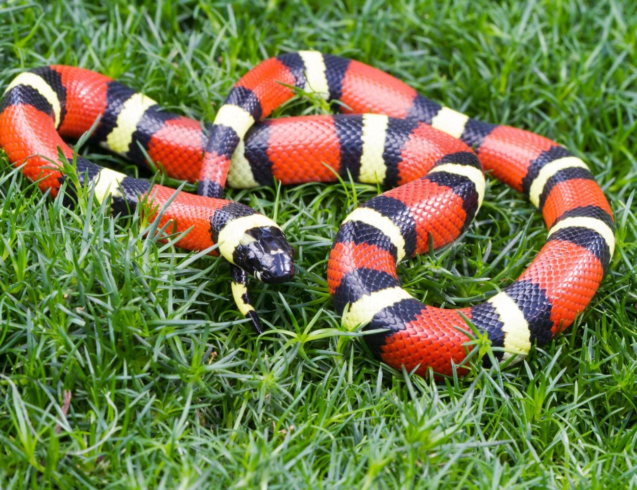 Serpientes en Manuel Antonio / Snakes in Manuel Antonio