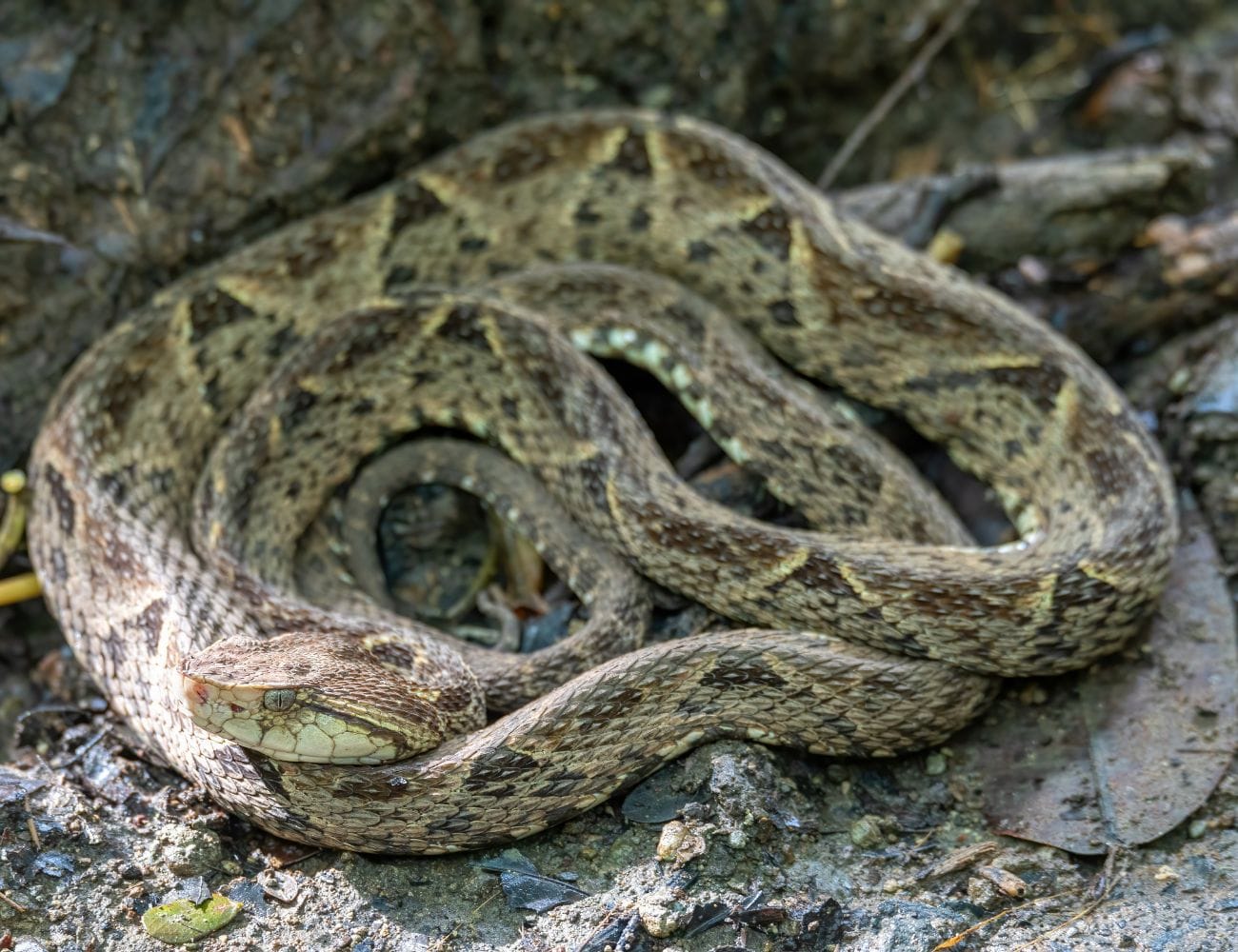 Serpientes en Manuel Antonio / Snakes in Manuel Antonio