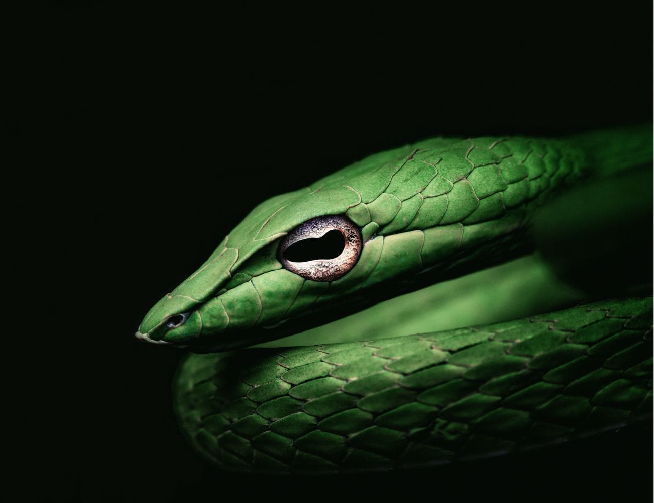 Serpientes en Manuel Antonio / Snakes in Manuel Antonio