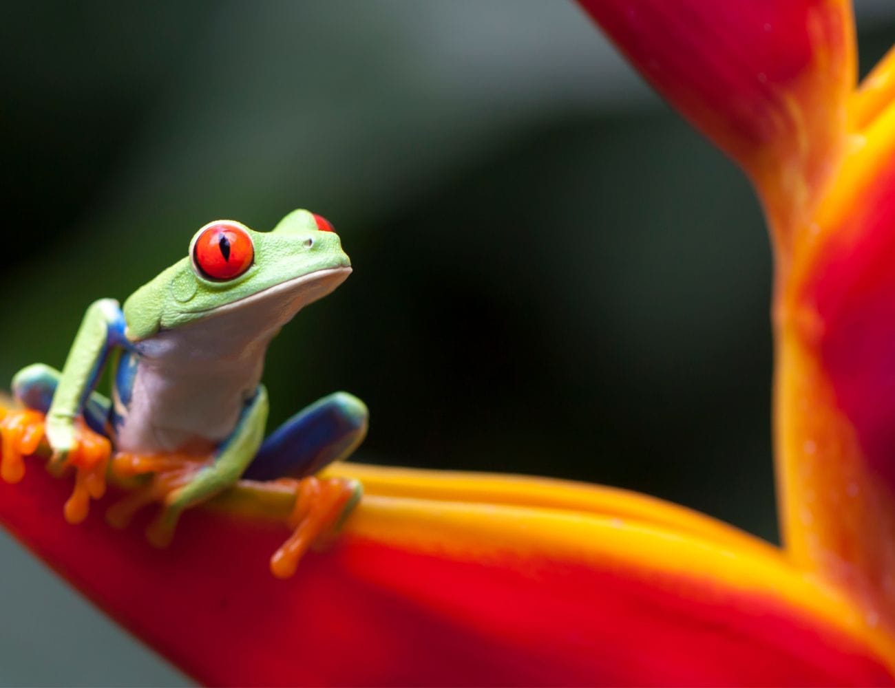 Best Wildlife Watching Spots in Manuel Antonio