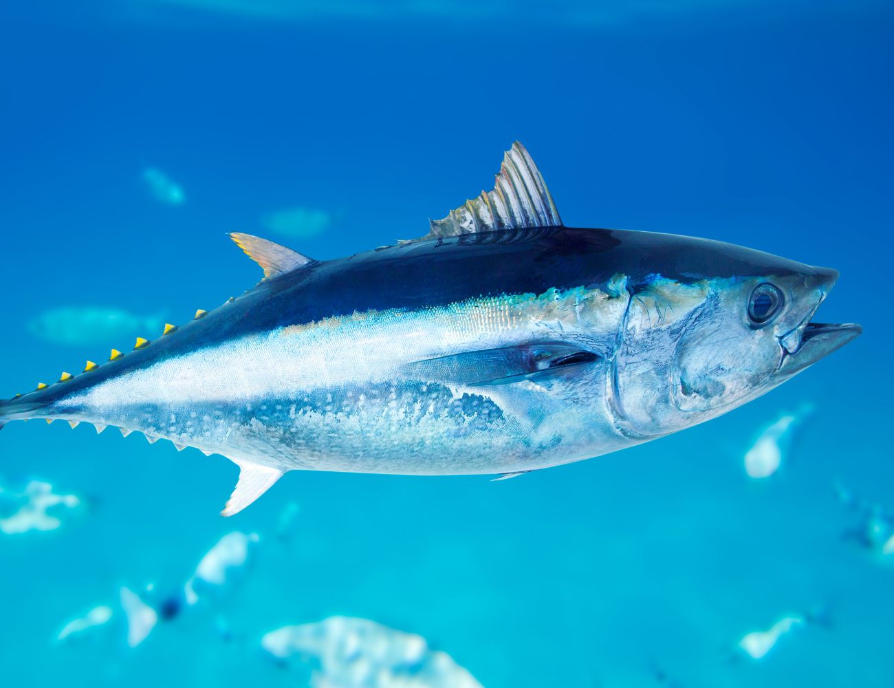 Sportfishing in Quepos Sportfishing