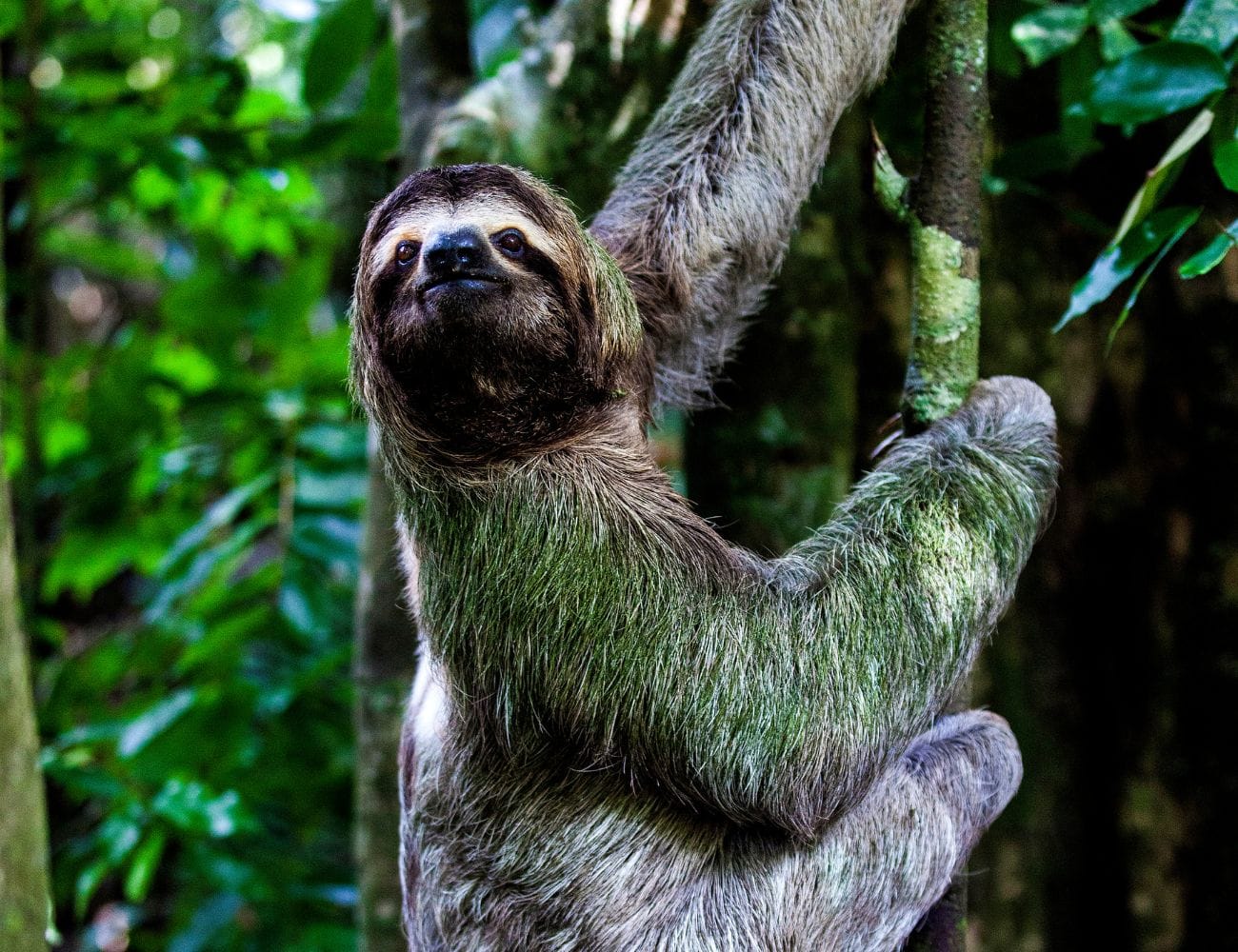 Best Wildlife Watching Spots in Manuel Antonio