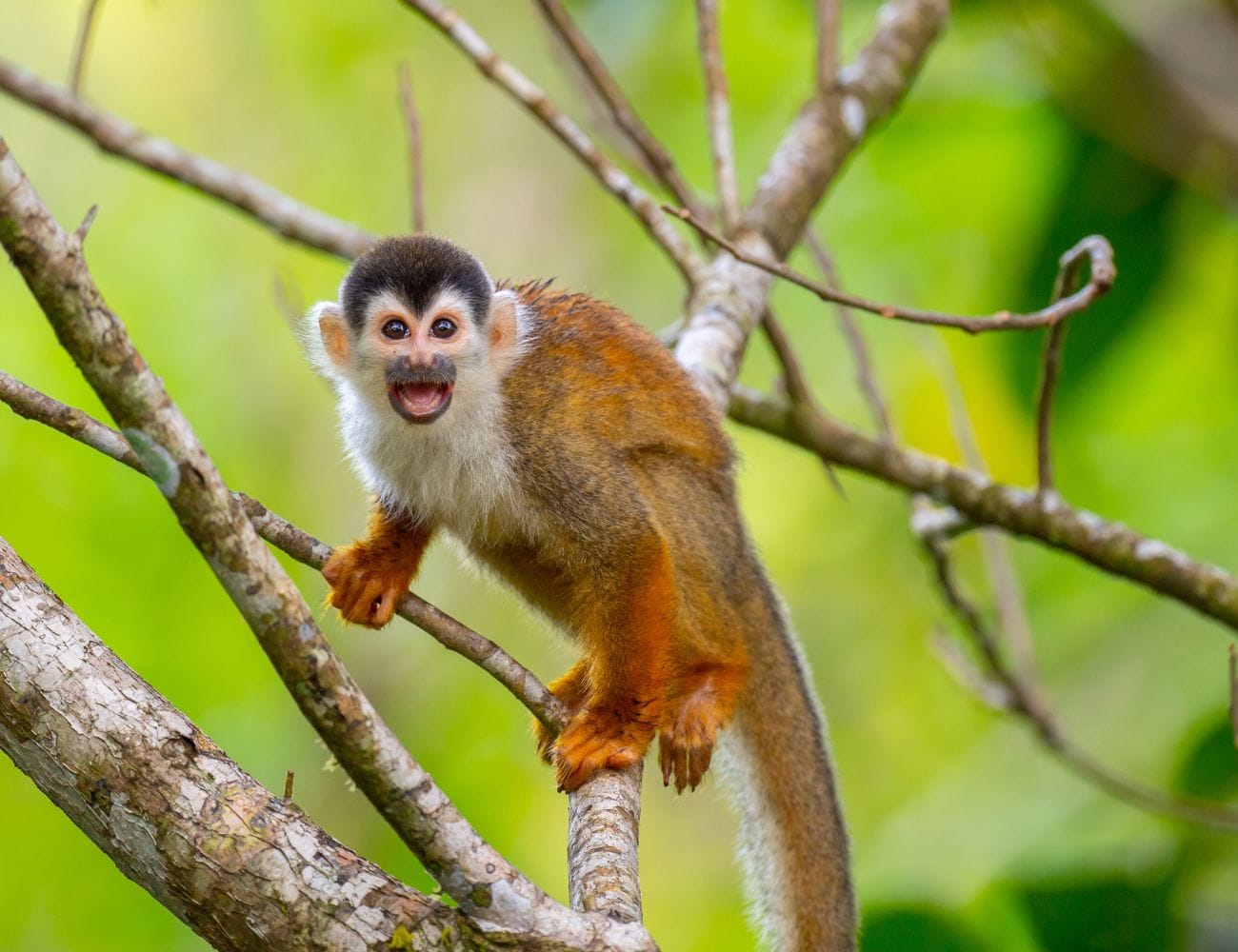 Best Wildlife Watching Spots in Manuel Antonio