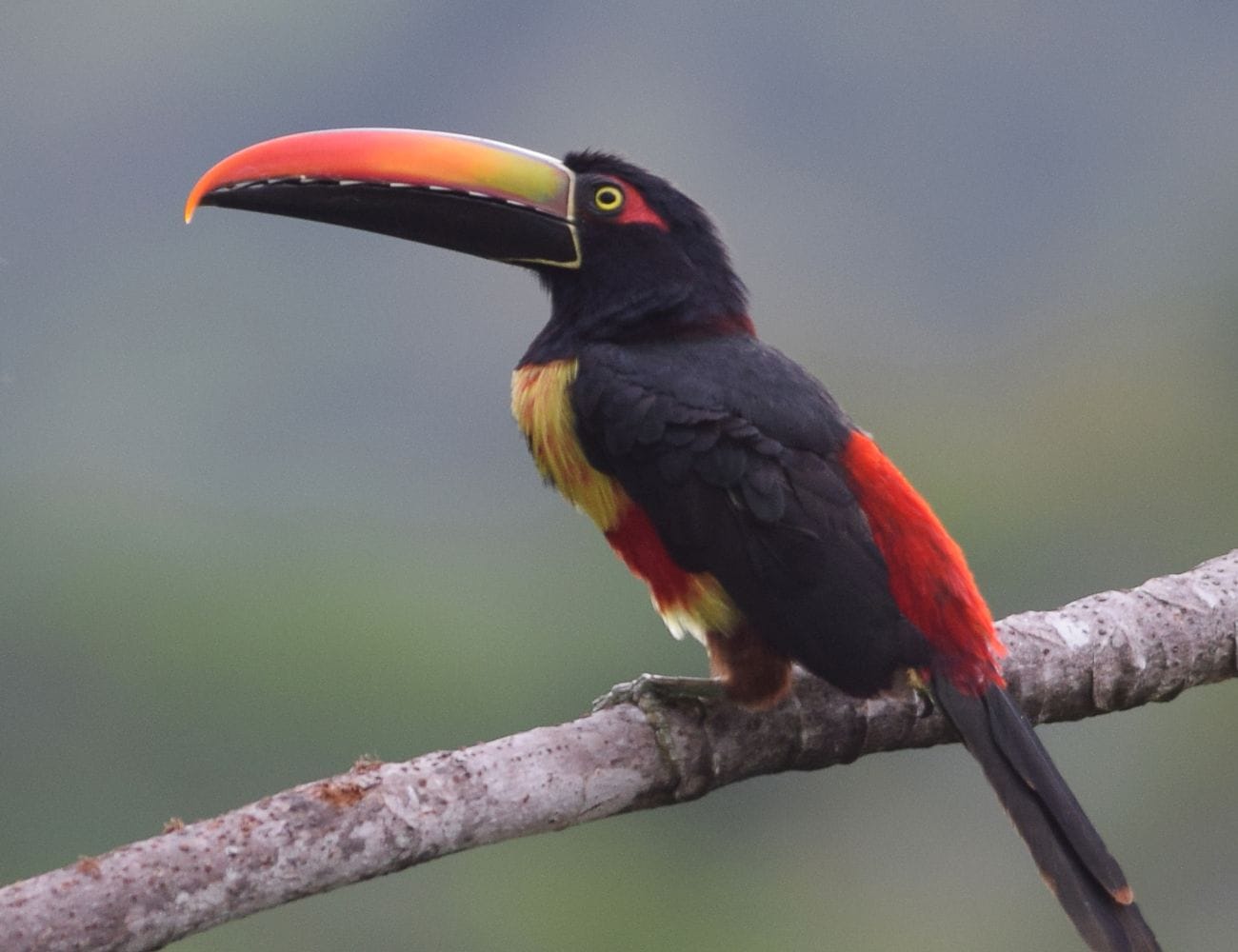 Best Wildlife Watching Spots in Manuel Antonio