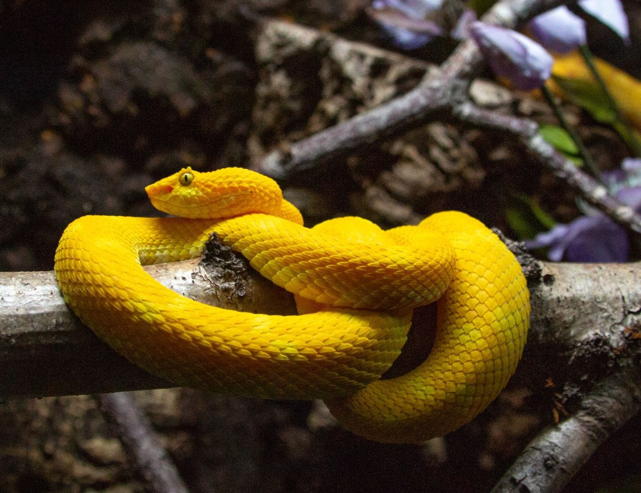 Best Wildlife Watching Spots in Manuel Antonio