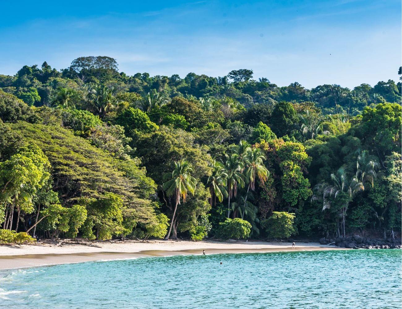 Wildlife spots in Manuel Antonio