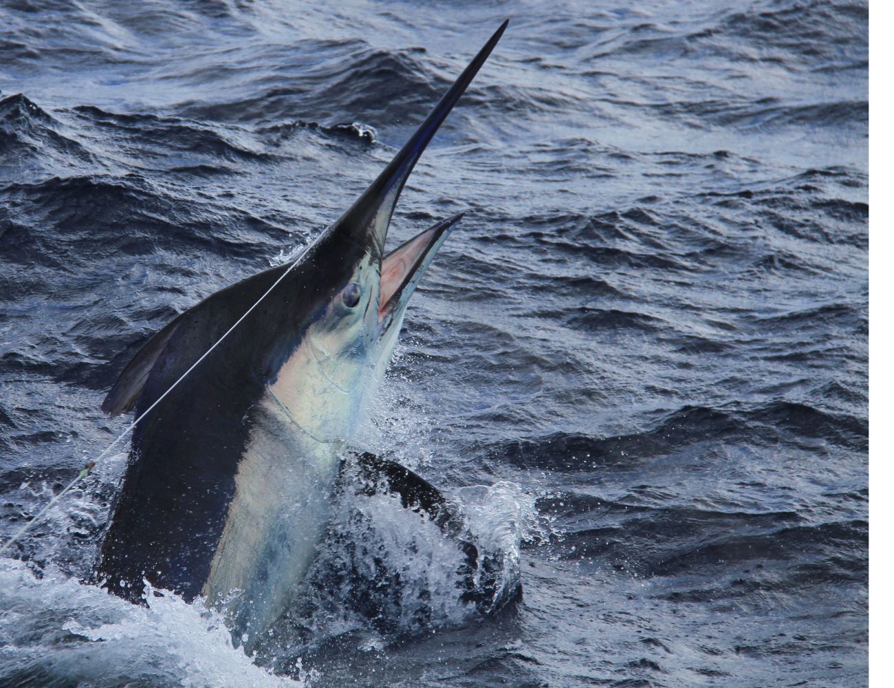 Sportfishing in Quepos Sportfishing
