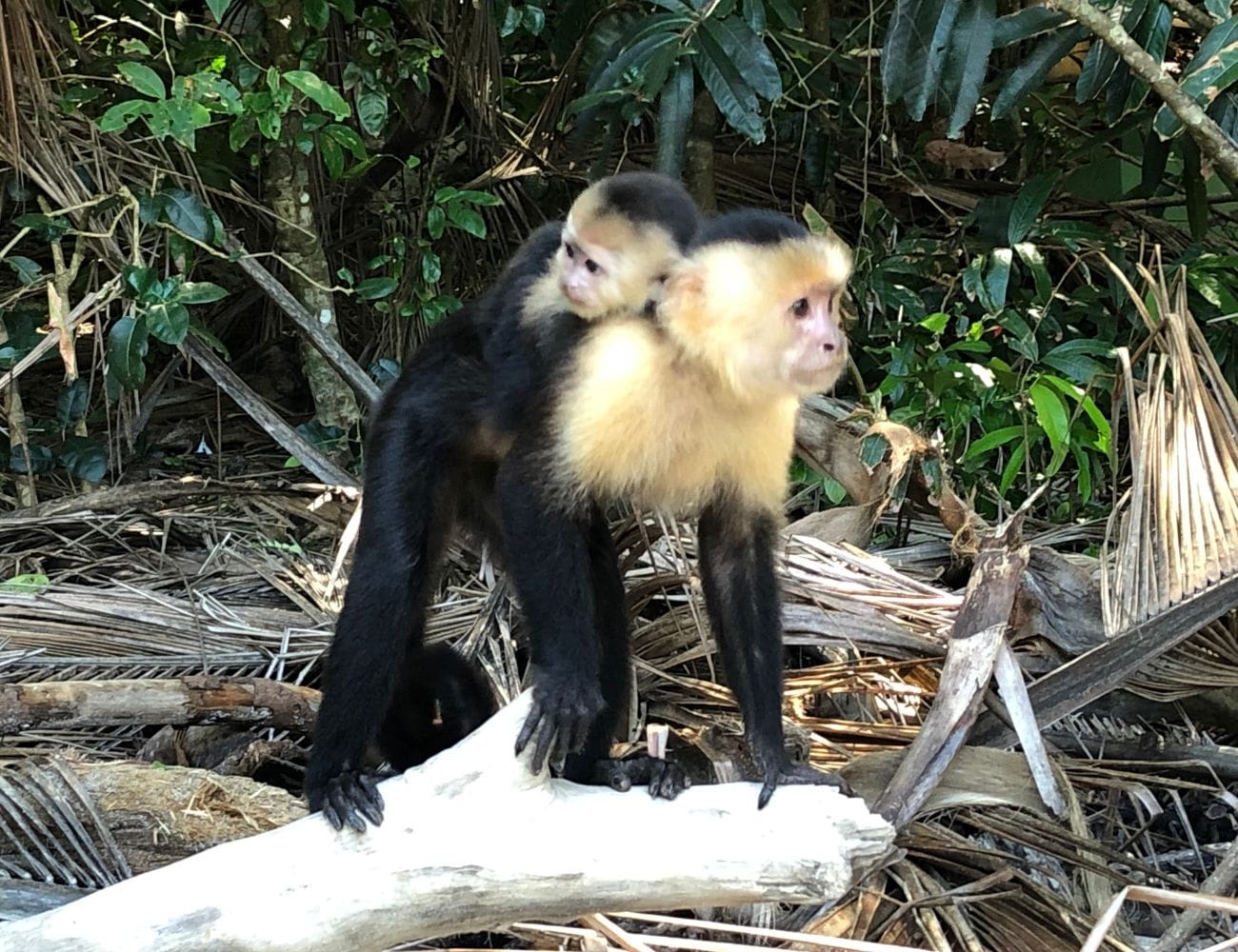 Best Wildlife Watching Spots in Manuel Antonio