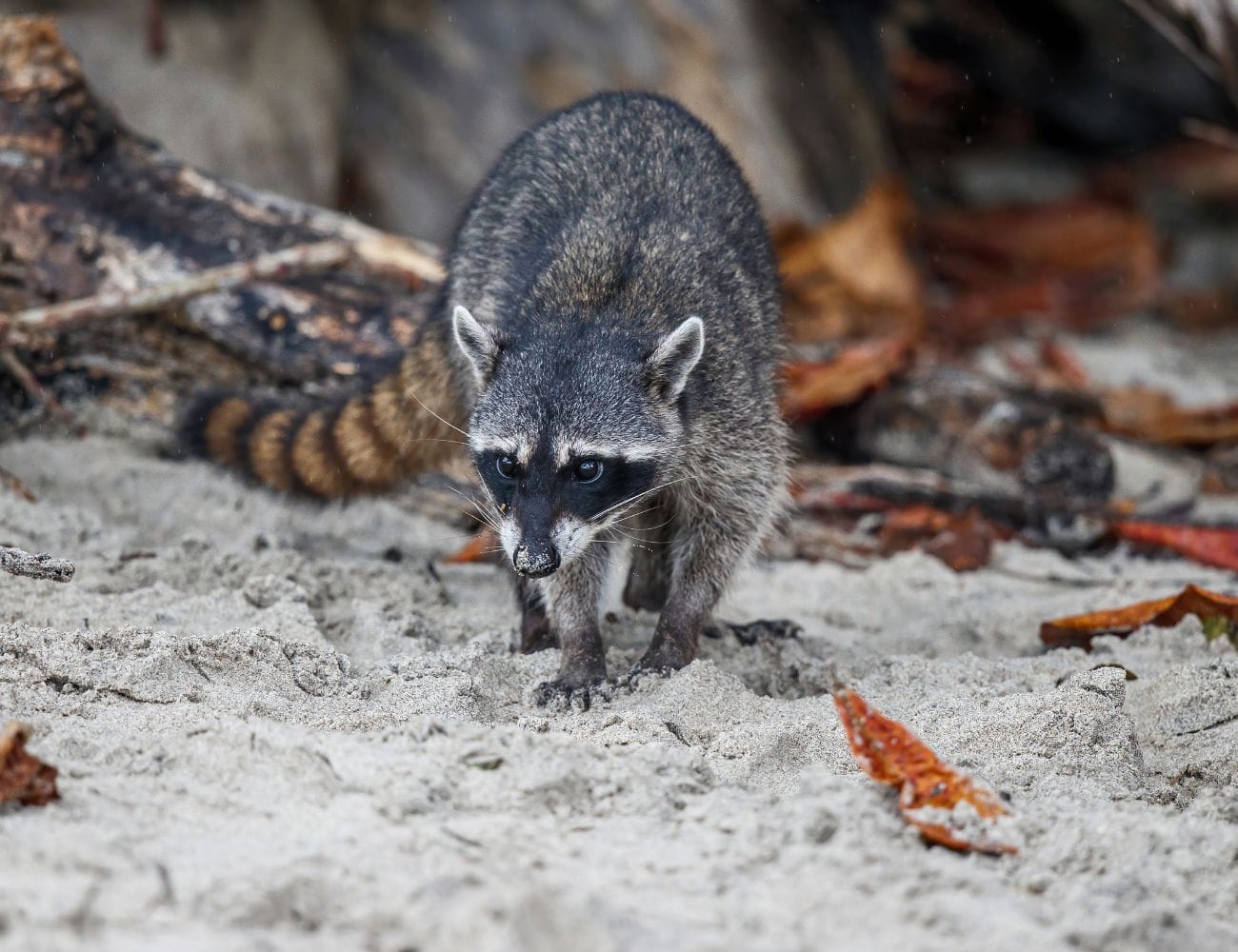 Best Wildlife Watching Spots in Manuel Antonio