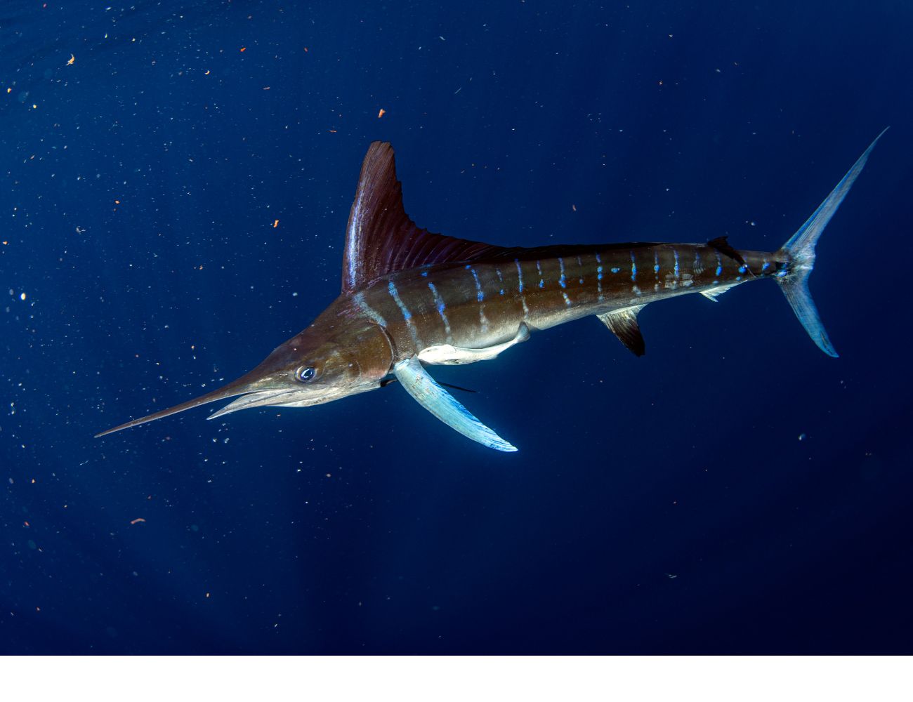 Sportfishing in Quepos Sportfishing