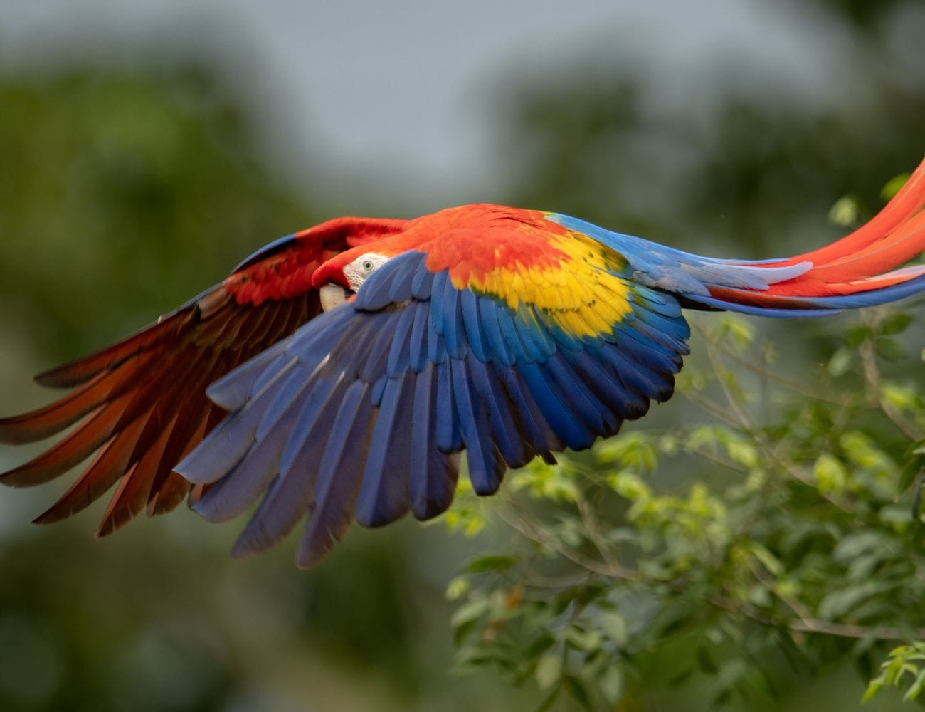 Best Wildlife Watching Spots in Manuel Antonio