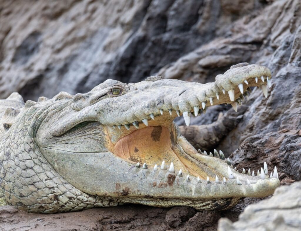 How to get to Manuel Antonio if the Tarcoles bridge is closed? How to get to Manuel Antonio if the Tarcoles bridge is closed?