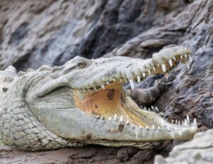 How to get to Manuel Antonio if the Tarcoles bridge is closed? How to get to Manuel Antonio if the Tarcoles bridge is closed?