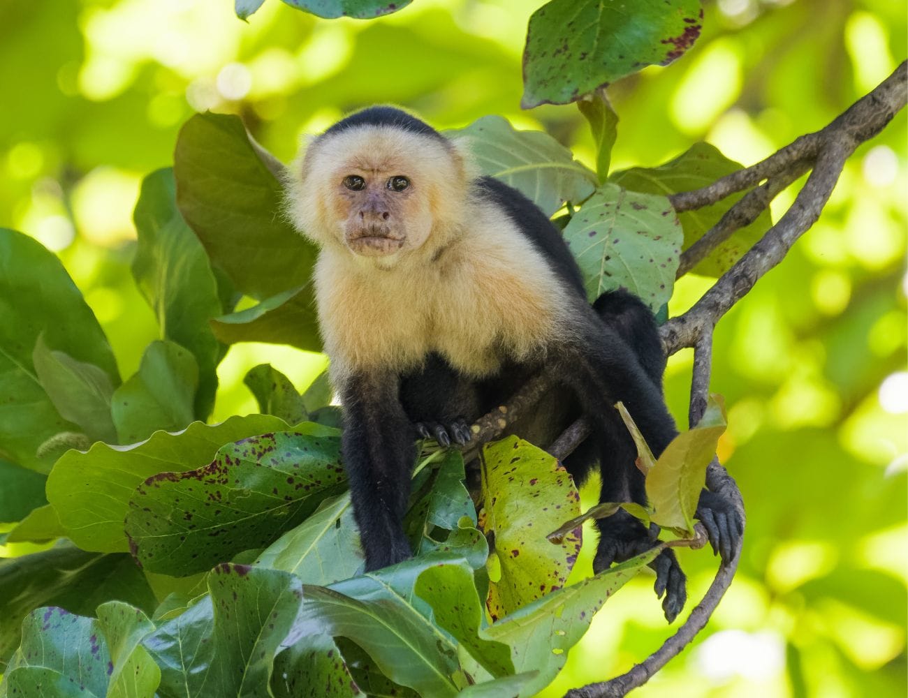 Fauna en las carreteras de Costa Rica - Wildlife in the roads of Costa Rica