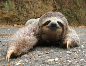 Fauna en las carreteras de Costa Rica - Wildlife in the roads of Costa Rica