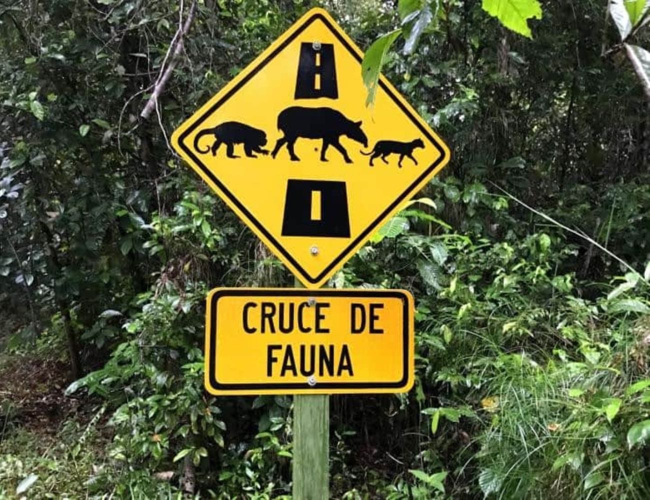Fauna en las carreteras de Costa Rica - Wildlife in the roads of Costa Rica